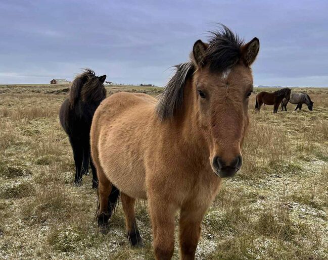 Charakterstarke Stute mit viel Tölt, angeritten, Islandpferde-aus-Island, Horses For Sale, Südisland