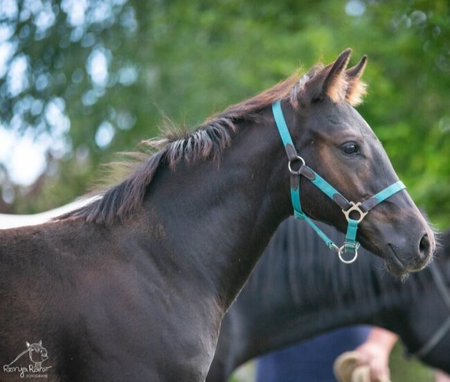 Charakterstarke Quarter Paint Horse Stute 05/2025 APHA black, Rainer, Horses For Sale, Wernigerode