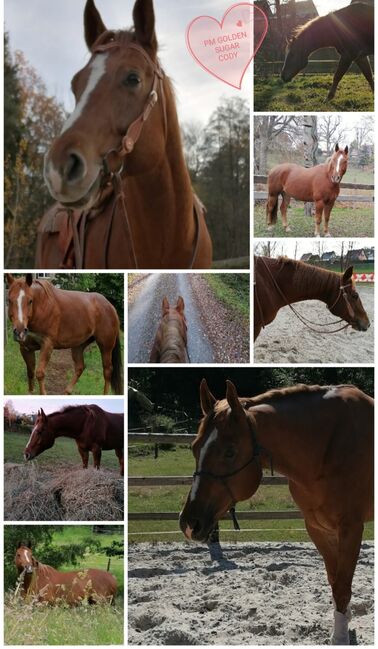 Kräftiger, großrahmiger Freizeitpartner, Kerstin Rehbehn (Pferdemarketing Ost), Horses For Sale, Nienburg, Image 8