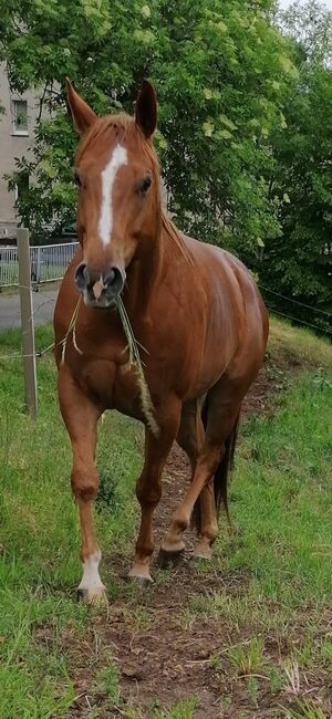 Kräftiger, großrahmiger Freizeitpartner, Kerstin Rehbehn (Pferdemarketing Ost), Horses For Sale, Nienburg, Image 11