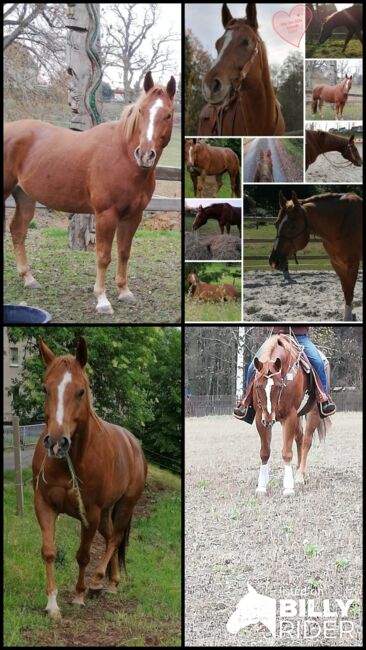 Kräftiger, großrahmiger Freizeitpartner, Kerstin Rehbehn (Pferdemarketing Ost), Horses For Sale, Nienburg, Image 12