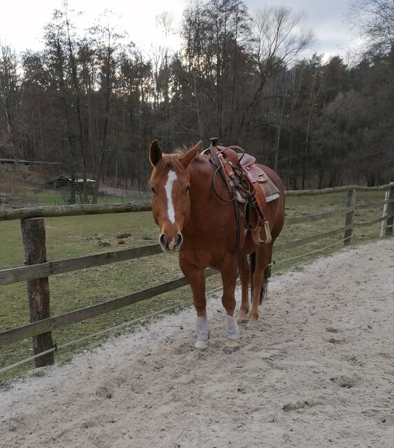 Kräftiger, großrahmiger Freizeitpartner, Kerstin Rehbehn (Pferdemarketing Ost), Horses For Sale, Nienburg, Image 6