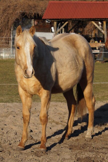 Kräftiger, bildhübscher Wimpys Little Step Enkel, Kerstin Rehbehn (Pferdemarketing Ost), Horses For Sale, Nienburg, Image 7