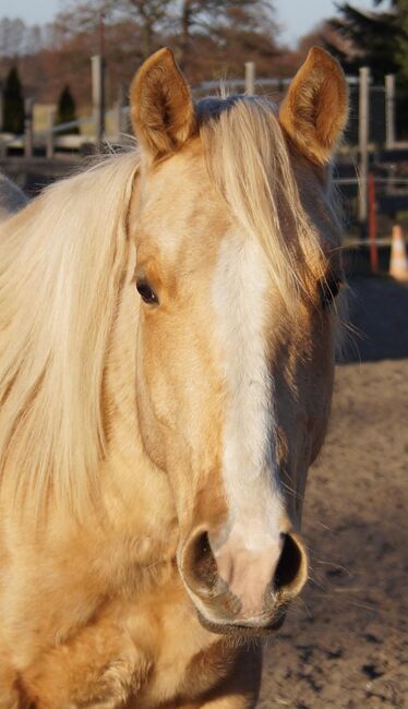 Kräftiger, bildhübscher Wimpys Little Step Enkel, Kerstin Rehbehn (Pferdemarketing Ost), Horses For Sale, Nienburg, Image 3