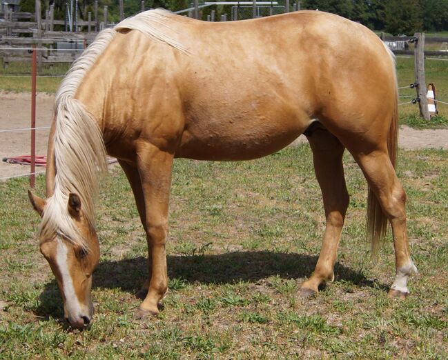 Kräftiger, bildhübscher Wimpys Little Step Enkel, Kerstin Rehbehn (Pferdemarketing Ost), Horses For Sale, Nienburg, Image 4