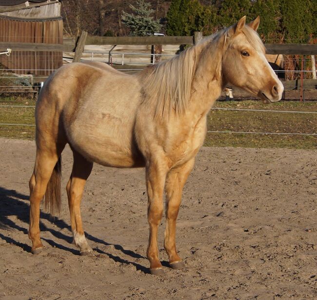 Kräftiger, bildhübscher Wimpys Little Step Enkel, Kerstin Rehbehn (Pferdemarketing Ost), Horses For Sale, Nienburg, Image 10