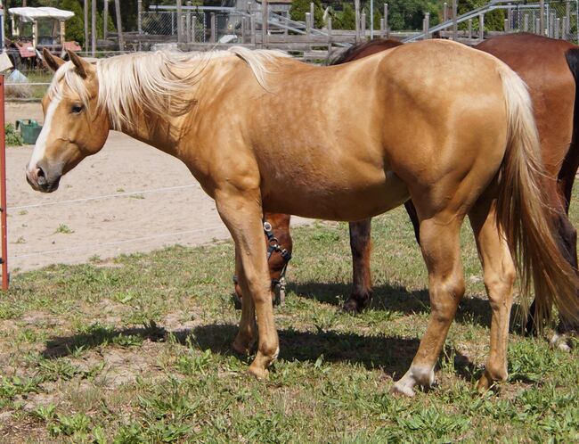 Kräftiger, bildhübscher Wimpys Little Step Enkel, Kerstin Rehbehn (Pferdemarketing Ost), Horses For Sale, Nienburg