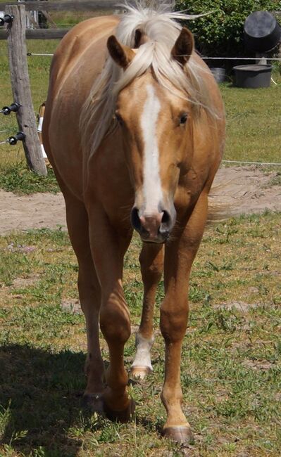 Kräftiger, bildhübscher Wimpys Little Step Enkel, Kerstin Rehbehn (Pferdemarketing Ost), Horses For Sale, Nienburg, Image 7