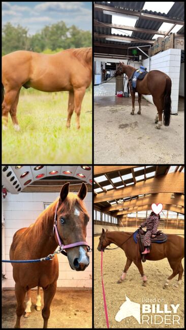 Kräftiger Quarter Horse Wallach, Kerstin Rehbehn (Pferdemarketing Ost), Horses For Sale, Nienburg, Image 9