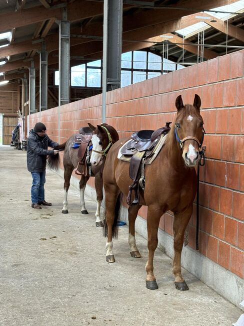 Kräftiger Quarter Horse Wallach, Kerstin Rehbehn (Pferdemarketing Ost), Horses For Sale, Nienburg, Image 7