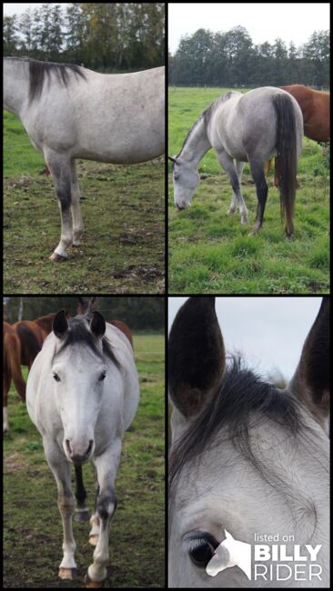 Kräftige, ganz liebe Paint Horse Stute, Kerstin Rehbehn (Pferdemarketing Ost), Horses For Sale, Nienburg, Image 10