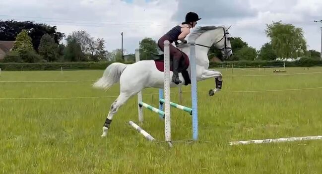 Steve., Claire Coulman, Horses For Sale, northampton, Image 2