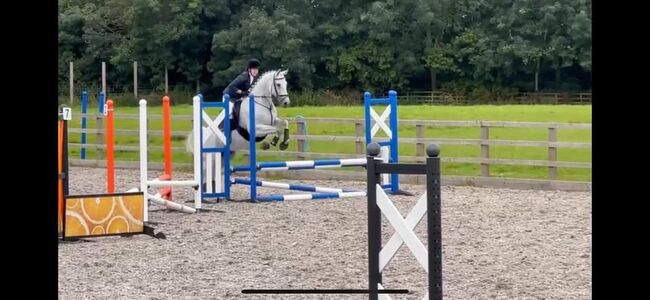 Steve., Claire Coulman, Horses For Sale, northampton, Image 3