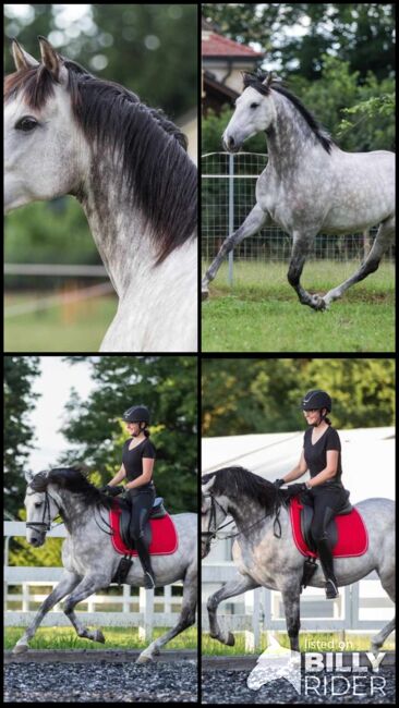 Solider PRE Wallach, ISPA - Iberische Sportpferde Agentur (ISPA - Iberische Sportpferde Agentur), Horses For Sale, Bedburg, Image 6