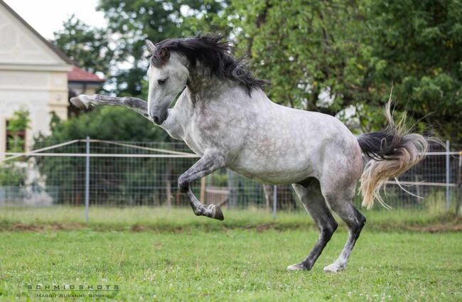 Solider PRE Wallach, ISPA - Iberische Sportpferde Agentur (ISPA - Iberische Sportpferde Agentur), Horses For Sale, Bedburg, Image 3