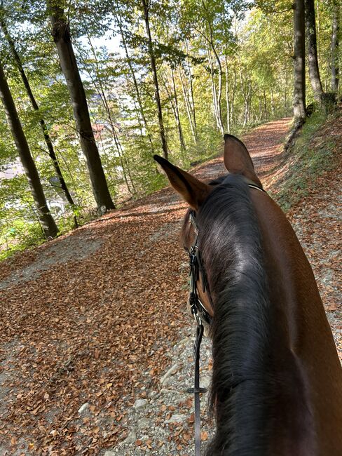 Herzensguter Wallach zu verkaufen, Anna Kofler, Horses For Sale, Vaduz, Image 4