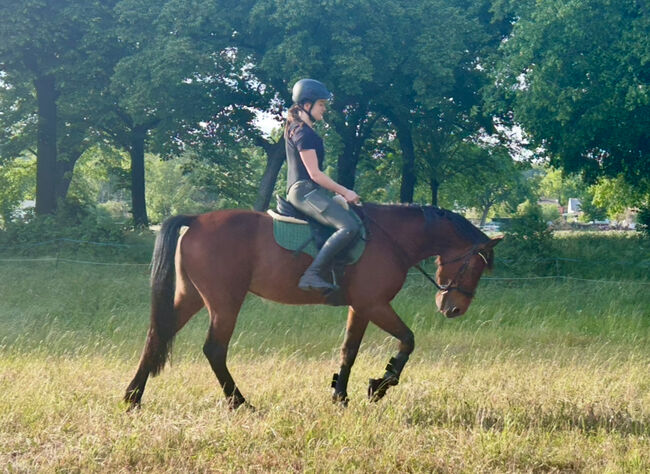 Hübscher 5 Jähriger Wallach, Juliane, Horses For Sale, Schwielowsee , Image 9