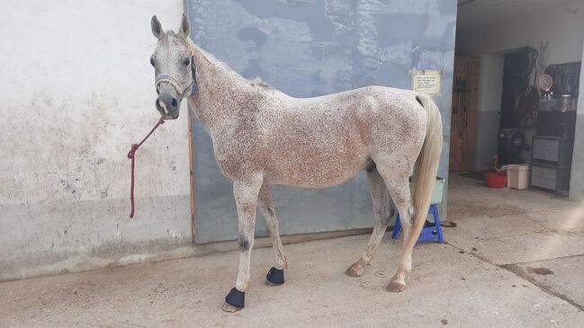 Hübscher Araber, Philipp, Horses For Sale, Amstetten, Image 3