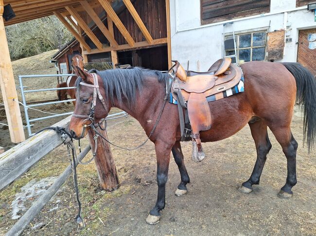 Hübscher Araber Hengst, Anna Bischof, Horses For Sale, Sankt Peter am Kammersberg