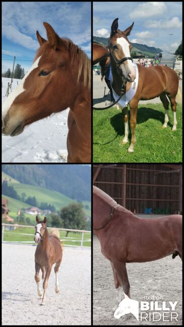 Hübscher Freiberger Wallach, Johanma, Horses For Sale, Lauperswil, Image 6