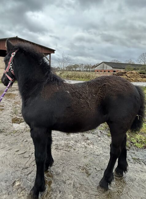 Hübscher, kräftiger Kerl sucht neues Zuhause, Janina , Horses For Sale, Garrel, Image 3