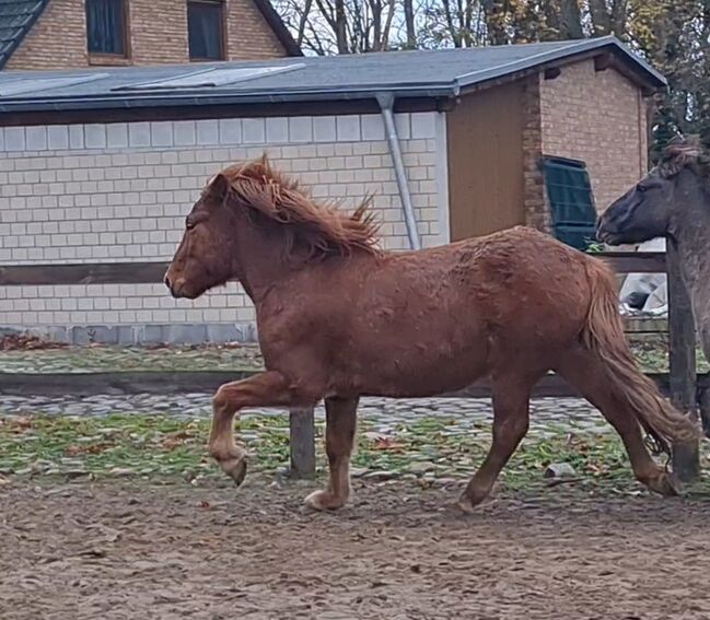 Hübscher 5 Gangwallach, Martina Holz, Horses For Sale, Nauen/ OT Markee, Image 7