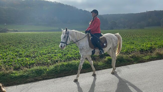 Hübscher Wallach sucht liebevolles Zuhause, Sophie, Horses For Sale, Murstetten