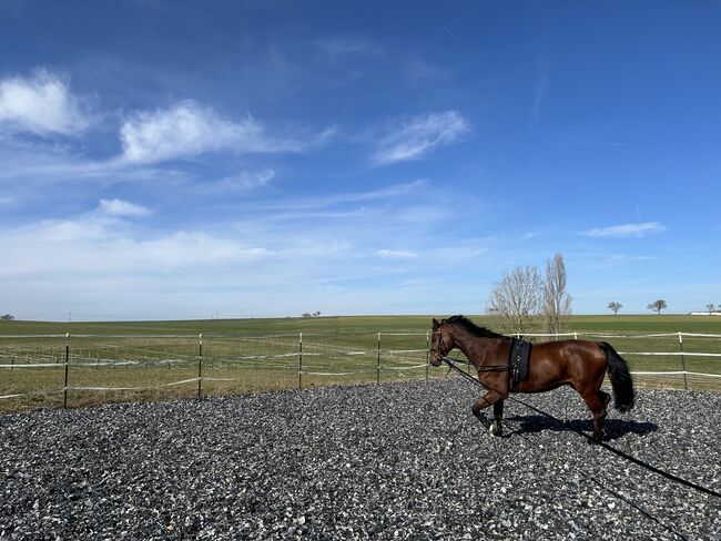 Hübscher Wallach sucht neue Herausforderung, RaEl, Horses For Sale, Rot am See, Image 3