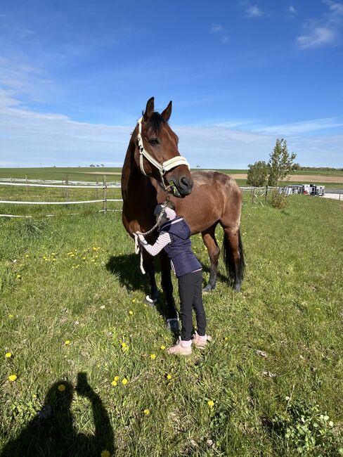 Hübscher Wallach sucht neue Herausforderung, RaEl, Horses For Sale, Rot am See, Image 4