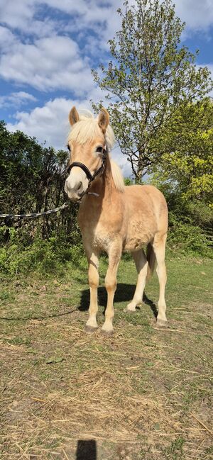 Sternenwind, Katrin Pusar, Horses For Sale, Launsdorf