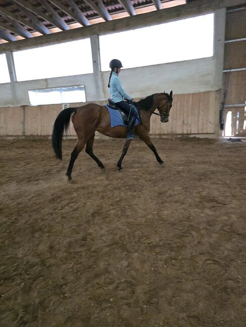 Stute 13 Jahre Springpferd, Freizeitpferd, Stieger Nadine (StiegerGut), Horses For Sale, Haiming, Image 2