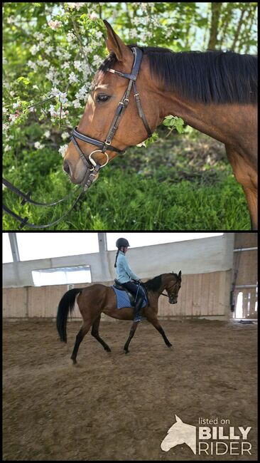 Stute 13 Jahre Springpferd, Freizeitpferd, Stieger Nadine (StiegerGut), Horses For Sale, Haiming, Image 3