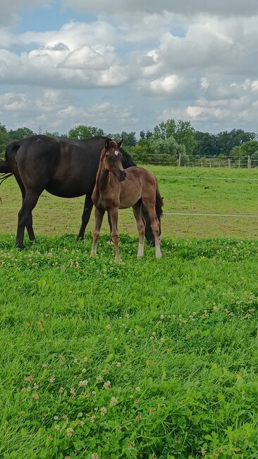 Stutefohlen, PHILIPPE jung, Horses For Sale, GROS REDERCHING, Image 2