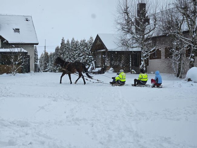 klacz dla amatora/rekreacji super na pierwszego konia, Kinga, Horses For Sale, Czestochowa , Image 6