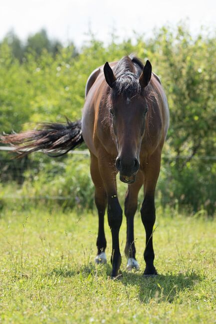 klacz dla amatora/rekreacji super na pierwszego konia, Kinga, Horses For Sale, Czestochowa 
