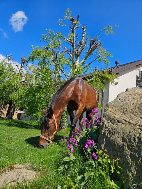 klacz dla amatora/rekreacji super na pierwszego konia, Kinga, Horses For Sale, Czestochowa , Image 2