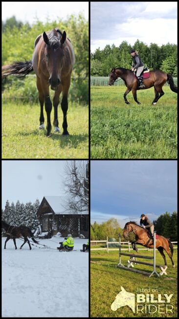 klacz dla amatora/rekreacji super na pierwszego konia, Kinga, Horses For Sale, Czestochowa , Image 11