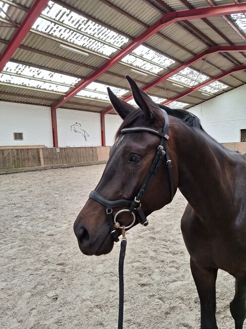 •Bestandsverkleinerung• Fahr-, Reit-, Jungpferde, tragende Stute, Hof Esterau, Horses For Sale, Bad Bodenteich