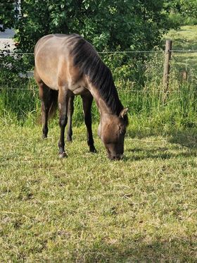 coole, grullofarbene Quarter Horse Stute mit guter Allroundabstammung, Kerstin Rehbehn (Pferdemarketing Ost), Horses For Sale, Nienburg, Image 5