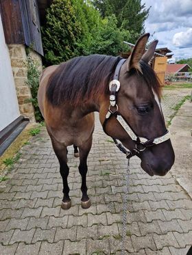 coole, grullofarbene Quarter Horse Stute mit guter Allroundabstammung, Kerstin Rehbehn (Pferdemarketing Ost), Horses For Sale, Nienburg, Image 6