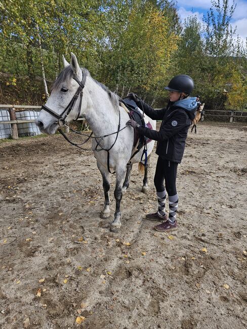 Zuchtstute Lippizaner Mix, Ingrid Erdkönig, Horses For Sale, Eselberg, Image 13