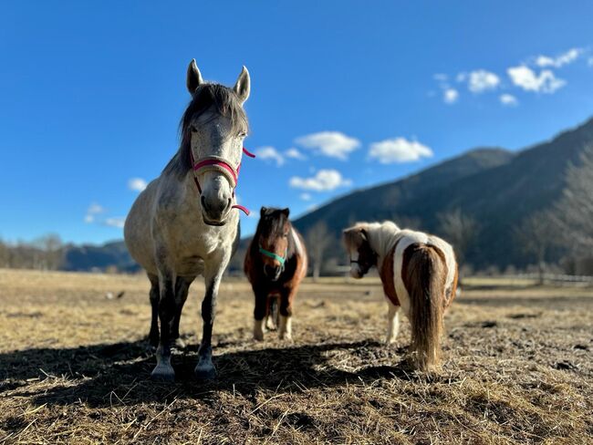 Zuchtstute Lippizaner Mix, Ingrid Erdkönig, Horses For Sale, Eselberg, Image 10