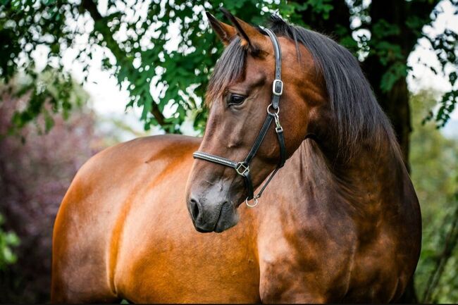 Zuchtstute Naranja – Nachwuchsstute mit exzellenter Escalera-Abstammung und besten Mutterqualitäten, Yeguada Wiesca (Angelika Willms) (Yeguada Wiesca), Horses For Sale, Ruppichteroth 