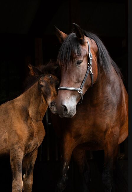 Zuchtstute Naranja – Nachwuchsstute mit exzellenter Escalera-Abstammung und besten Mutterqualitäten, Yeguada Wiesca (Angelika Willms) (Yeguada Wiesca), Horses For Sale, Ruppichteroth , Image 2