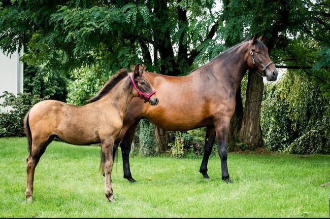 Zuchtstute Naranja – Nachwuchsstute mit exzellenter Escalera-Abstammung und besten Mutterqualitäten, Yeguada Wiesca (Angelika Willms) (Yeguada Wiesca), Horses For Sale, Ruppichteroth , Image 3