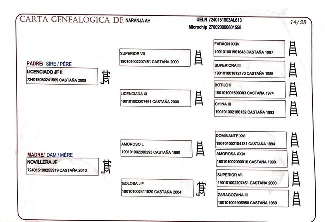 Zuchtstute Naranja – Nachwuchsstute mit exzellenter Escalera-Abstammung und besten Mutterqualitäten, Yeguada Wiesca (Angelika Willms) (Yeguada Wiesca), Horses For Sale, Ruppichteroth , Image 4