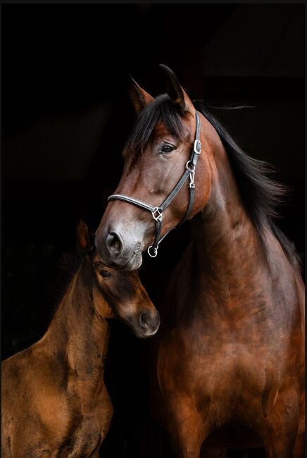 Zuchtstute Naranja – Nachwuchsstute mit exzellenter Escalera-Abstammung und besten Mutterqualitäten, Yeguada Wiesca (Angelika Willms) (Yeguada Wiesca), Horses For Sale, Ruppichteroth , Image 5