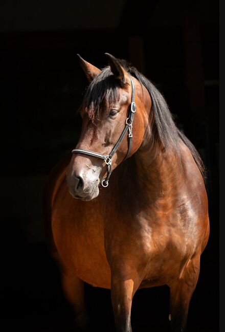 Zuchtstute Naranja – Nachwuchsstute mit exzellenter Escalera-Abstammung und besten Mutterqualitäten, Yeguada Wiesca (Angelika Willms) (Yeguada Wiesca), Horses For Sale, Ruppichteroth , Image 6