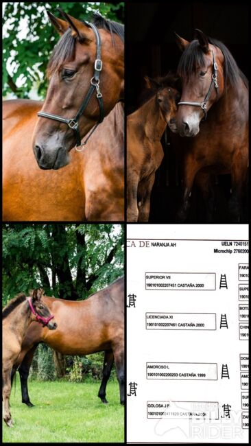 Zuchtstute Naranja – Nachwuchsstute mit exzellenter Escalera-Abstammung und besten Mutterqualitäten, Yeguada Wiesca (Angelika Willms) (Yeguada Wiesca), Horses For Sale, Ruppichteroth , Image 9