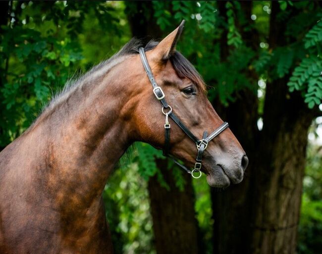 Zuchtstute Naranja – Nachwuchsstute mit exzellenter Escalera-Abstammung und besten Mutterqualitäten, Yeguada Wiesca (Angelika Willms) (Yeguada Wiesca), Horses For Sale, Ruppichteroth , Image 8